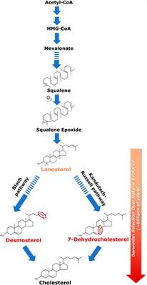 Smith-Lemli-Opitz syndrome: A pathophysiological manifestation of the Bloch hypothesis